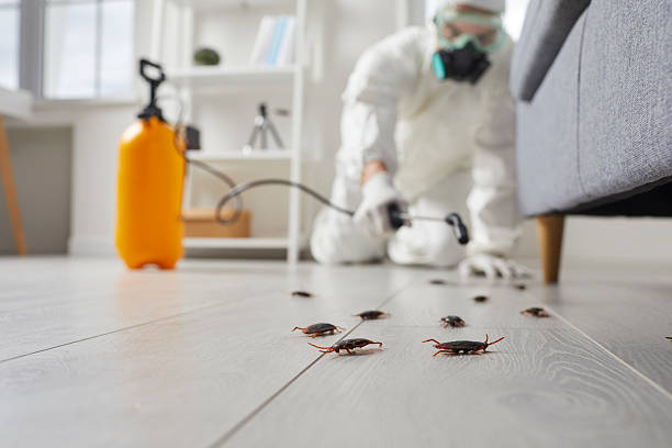 Post-Treatment Bed Bug Interceptor Monitoring in Helmetta